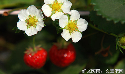 柔好词好句