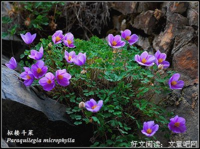 最经典的《世界和我爱着你》经典语录