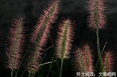 最新的《落花时节又逢君》经典名句大全