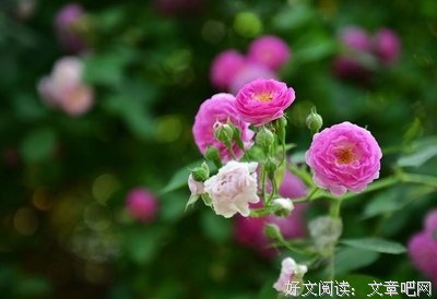 《认真从随便开始》经典句子