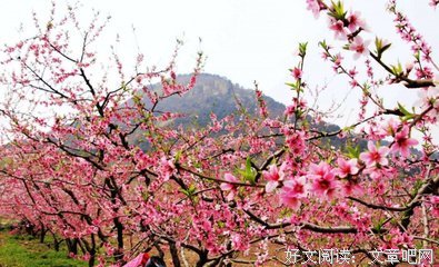 2018唐如酒的名言