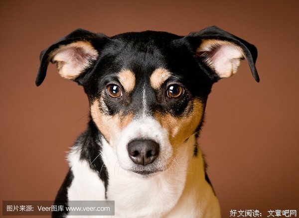 《罗素说：快乐生活》名句欣赏