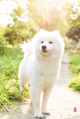 关于狗子的座右铭