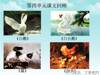 关于白鹅的语句