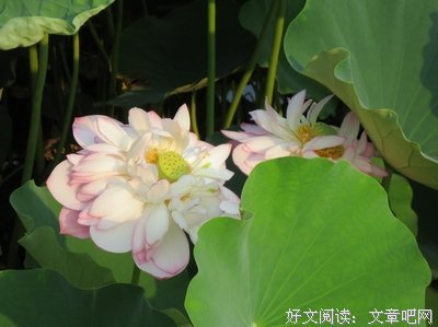 时光深处，花开民主她吕和只学句子
