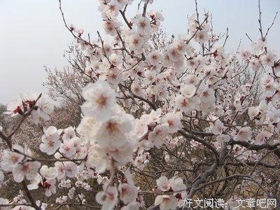 《散文美句》的句子