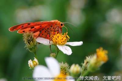 此情若是长久时句子大全