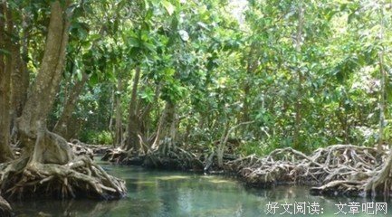 楠猫优美的句子