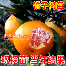 最新的橘子树名言