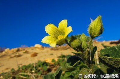 最全的《命运的子上核》经典句子大全