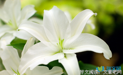 关于百合大法的优美句子