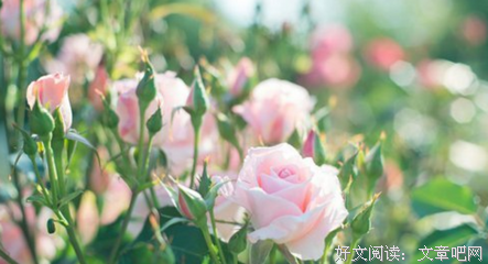 《雪落香杉树》好段摘抄大全