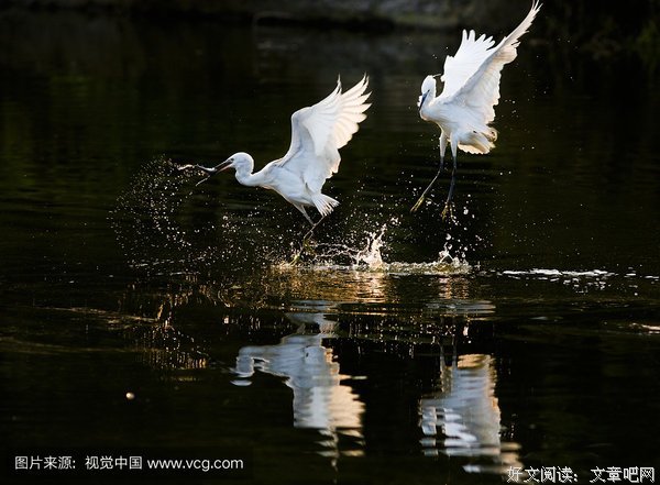 白鹭成双的名句