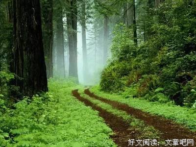 最全的桃园野菊名言