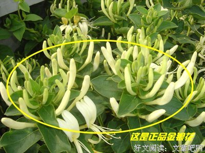 《忍冬》小说摘抄