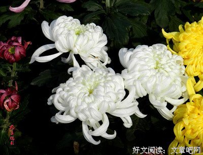 最新的《故乡》经典句子