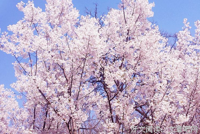 最新的《楚辞》小说摘抄大全