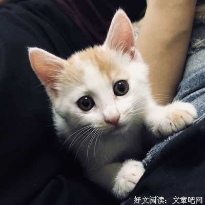 有关剽悍一只猫名言警句