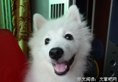 最新的《银狐》经典语句
