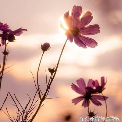 情 为四多实物的句子