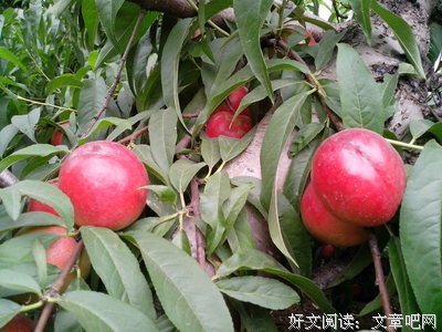 2019年度第一届“我是扁桃”杯渣男选拔大赛