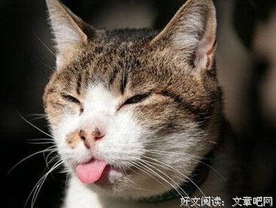 《我是猫》好段摘抄