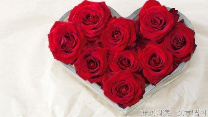 最经典的《红玫瑰》好段摘抄大全