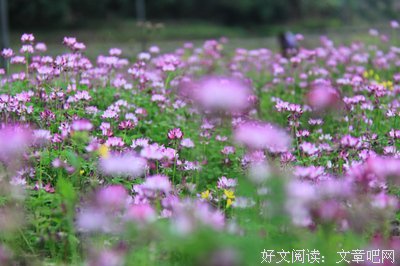 紫云英的名人名言