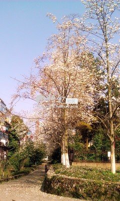 薰忆花香优美的句子