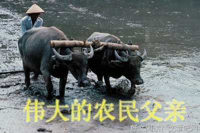 关于车厘子名言名句