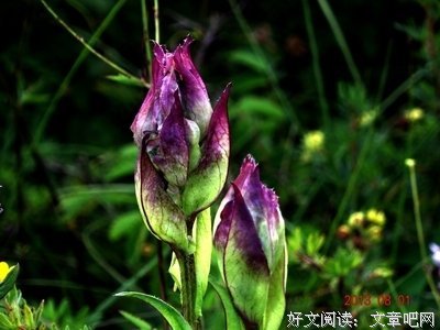 有关了大就物小样于格小草名言大全
