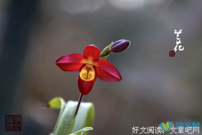 《尘埃落定》语录摘抄大全