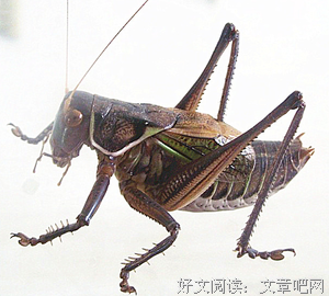 最新的茜草蝈蝈名言