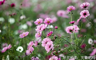 最新的《生如夏花》佳句摘抄