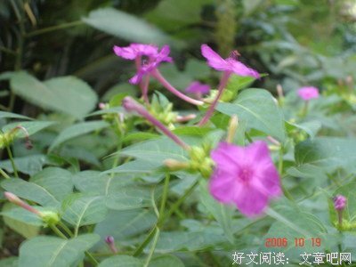 最经典的夜蔓名言大全