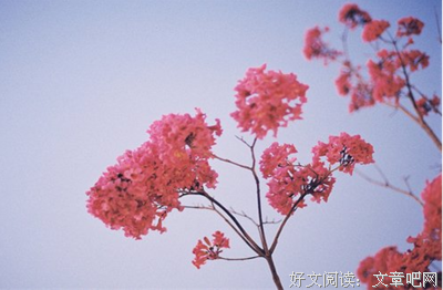 最全的《万物的签名》经典语录