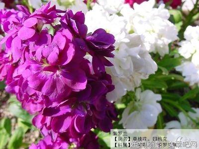 花语集锦