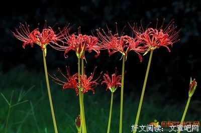 彼岸国个去有光经典的句子