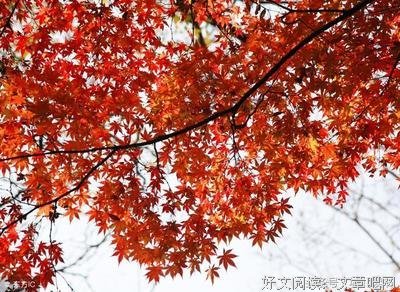所有的爱恨情仇句子