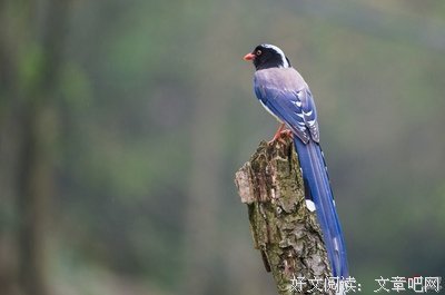 有关桩桩经典句子