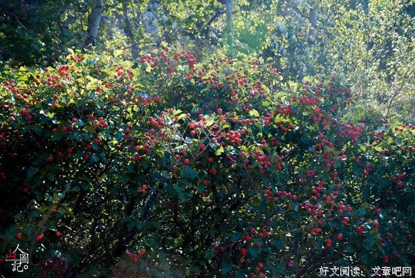 最经典的《山楂树之恋》小说句子