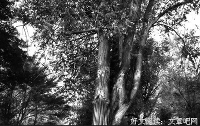 最新的《沉默的告白》小说摘抄