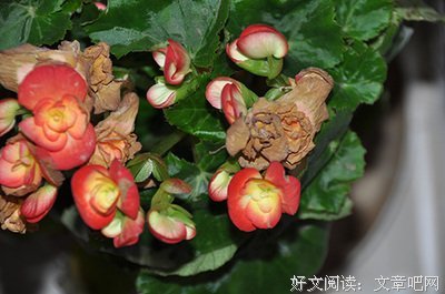 轻读 | 天真单身女子手札