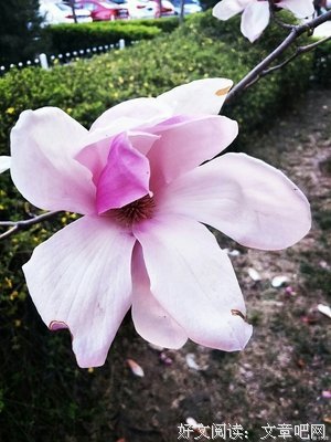 关于花子的名句摘抄