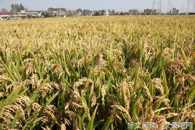 走马观花的语句摘抄_关于走马观花的语句