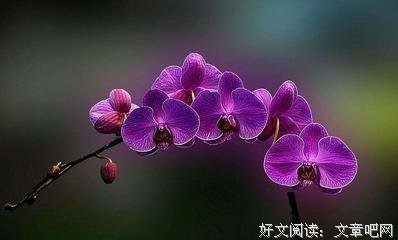 佳句句子