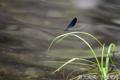 2018豆娘的名言