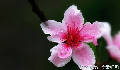 眷恋 优美的句子