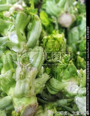 和菜头精彩语录