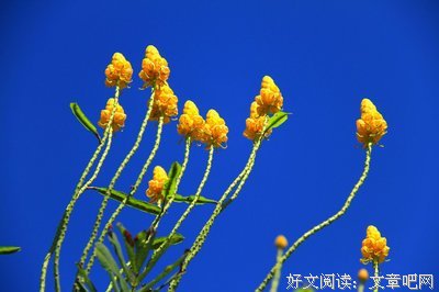最全的《灵魂有香气的女子》经典句子